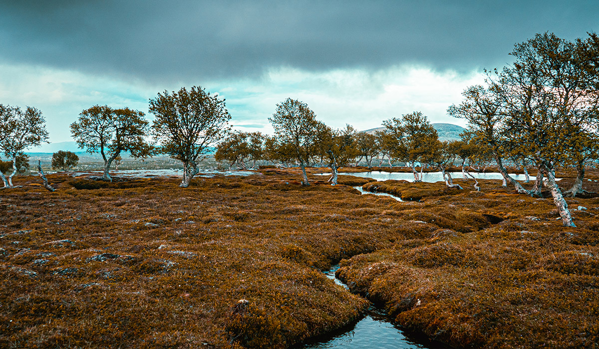 Oase im Femundsmarka Nationalpark