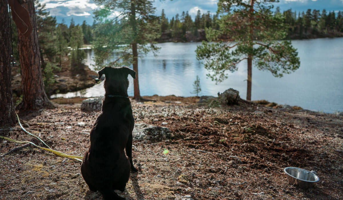 Hund vor seinem Fressnapf in der Natur