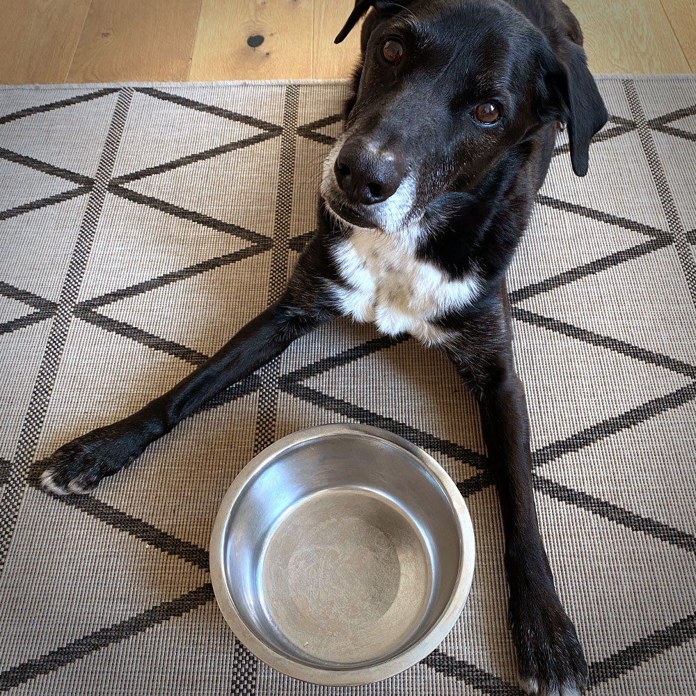 Hund von seinem leeren Fressnapf